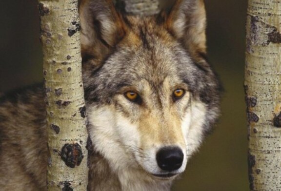 Los ganaderos de Cantabria cobrarán las indemnizaciones por los daños causados por los ataques de lobos