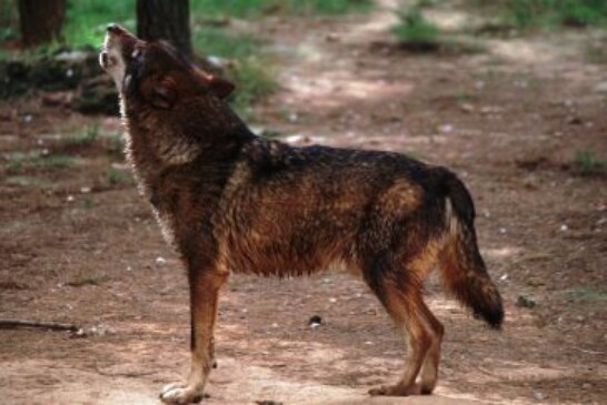 Un estudio revela que la presencia humana determina dónde crían los lobos
