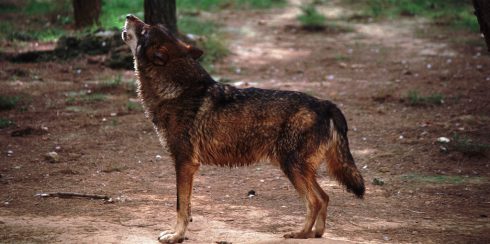 Un estudio revela que la presencia humana determina dónde crían los lobos