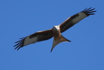 Veda total en un coto de Leon tras hallar rapaces envenenadas