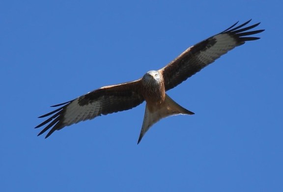 Veda total en un coto de Leon tras hallar rapaces envenenadas