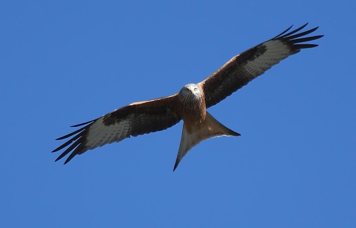 Veda total en un coto de Leon tras hallar rapaces envenenadas