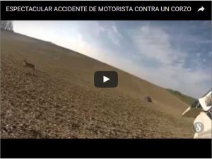 ESPECTACULAR ACCIDENTE DE MOTORISTA CONTRA UN CORZO