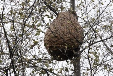 Piden la intervención de los cazadores gallegos para combatir la avispa asiática