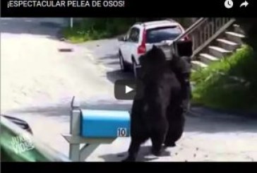 ¡ESPECTACULAR PELEA DE OSOS!