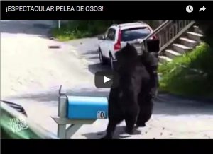 ¡ESPECTACULAR PELEA DE OSOS!