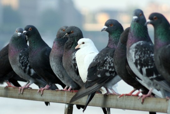 Santoña se afana en controlar la superpoblación de gaviotas y palomas