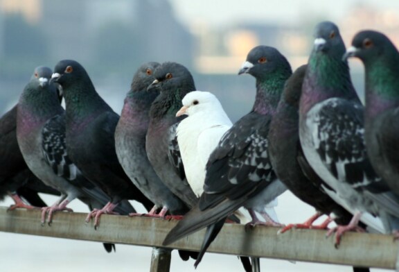 Santoña se afana en controlar la superpoblación de gaviotas y palomas