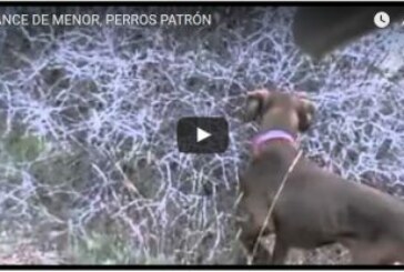 LANCE DE MENOR, PERROS PATRÓN