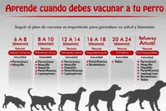 ¿Sabes cuándo vacunar a tu perro?