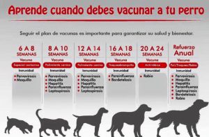 ¿Sabes cuándo vacunar a tu perro?