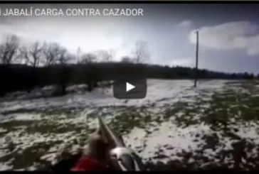 UN JABALÍ CARGA CONTRA CAZADOR