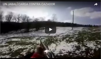 UN JABALÍ CARGA CONTRA CAZADOR