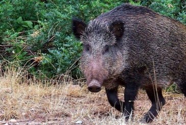 Denuncian en Asturias grandes destrozos de maiz por el jabalí