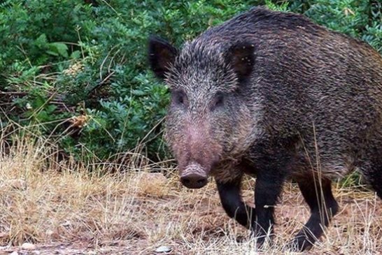 Denuncian en Asturias grandes destrozos de maiz por el jabalí