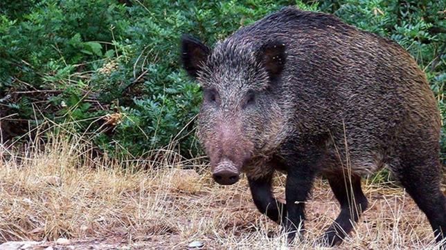 Denuncian en Asturias grandes destrozos de maiz por el jabalí