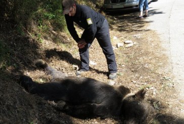 Aparece un oso muerto por un disparo en Asturias