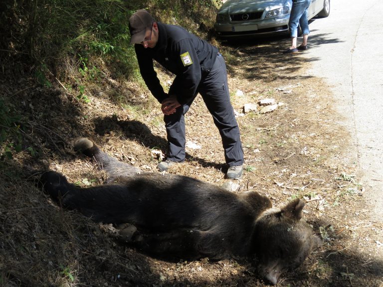 Aparece un oso muerto por un disparo en Asturias