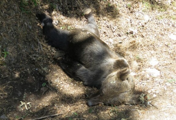 El Gobierno Asturiano desvincula la muerte de un oso con cacerías o acciones de control de jabaliés