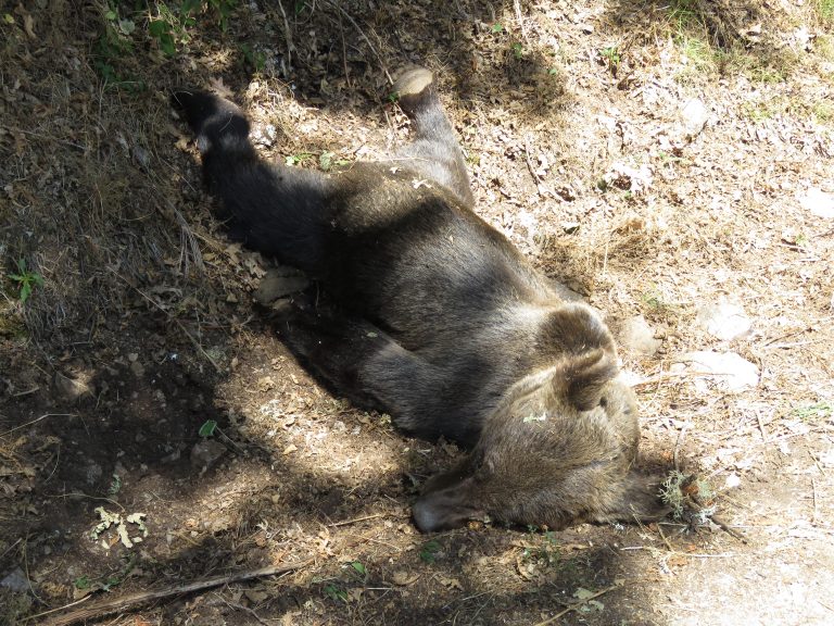 El Gobierno Asturiano desvincula la muerte de un oso con cacerías o acciones de control de jabaliés