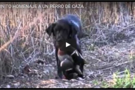 BONITO HOMENAJE A UN PERRO DE CAZA