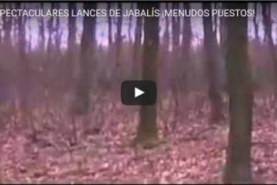 ESPECTACULARES LANCES DE JABALÍS ¡MENUDOS PUESTOS!