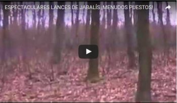 ESPECTACULARES LANCES DE JABALÍS ¡MENUDOS PUESTOS!