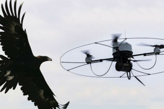 Águilas contra drones. Fuerza de la Naturaleza contra Tecnología.