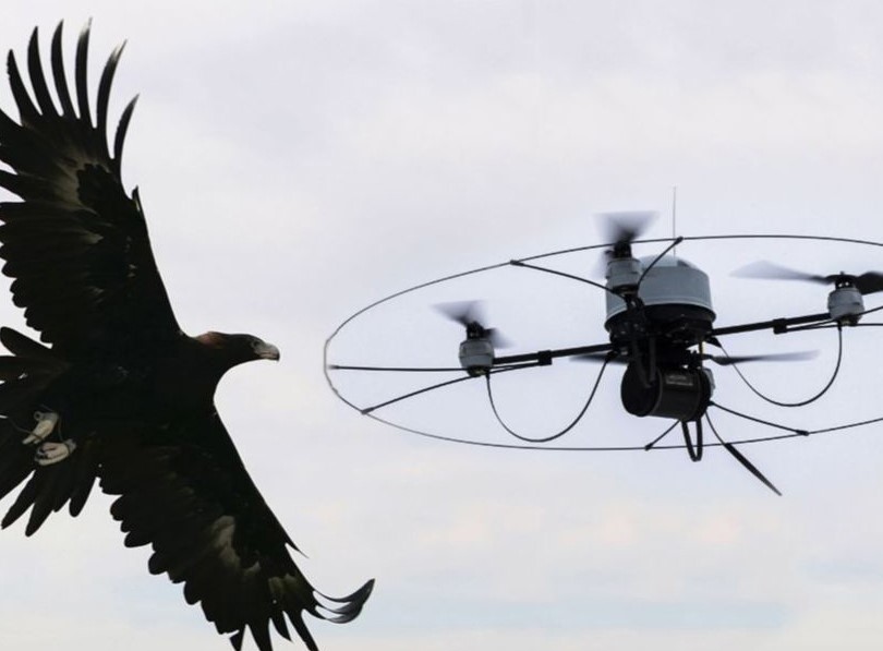 Águilas contra drones. Fuerza de la Naturaleza contra Tecnología.