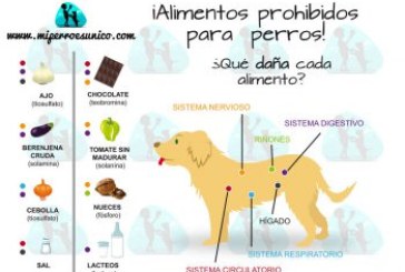 ¡ALIMENTOS PROHIBIDOS PARA PERROS!