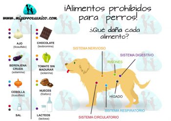 ¡ALIMENTOS PROHIBIDOS PARA PERROS!