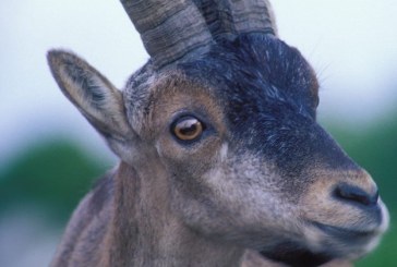 Cazadores de la Montaña de Riaño (León) denuncian que la sarna está mermando las especies cinegéticas