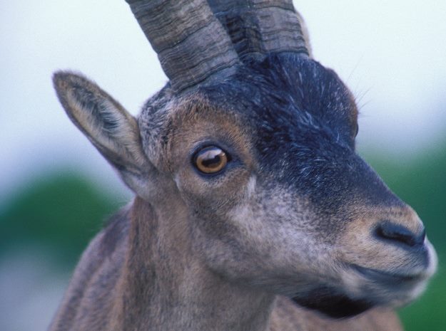 Cazadores de la Montaña de Riaño (León) denuncian que la sarna está mermando las especies cinegéticas