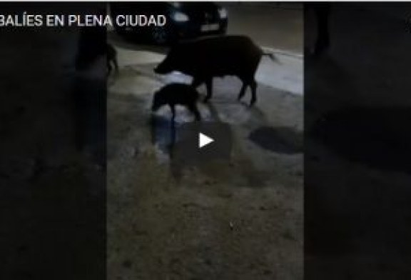 JABALÍES EN PLENA CIUDAD