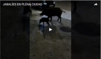 JABALÍES EN PLENA CIUDAD