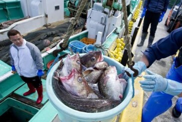 Los pescadores de Fukushima no se rinden
