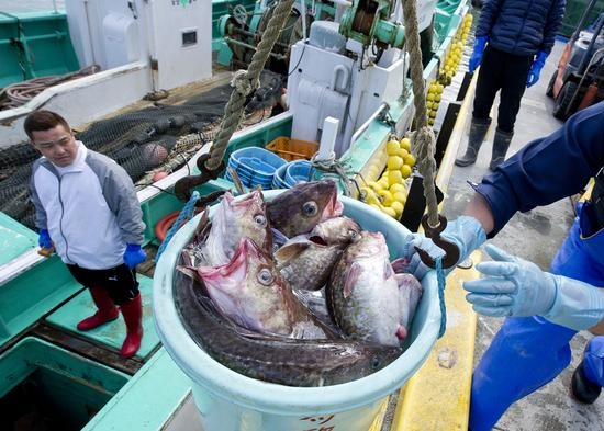 Los pescadores de Fukushima no se rinden