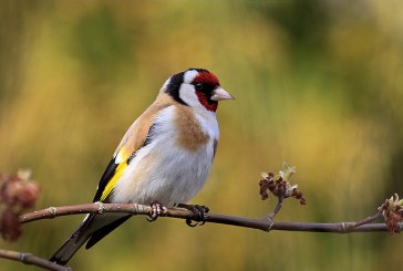 Los “ocellaires” piden apoyo a los cazadores para defender el silvestrismo en Cataluña