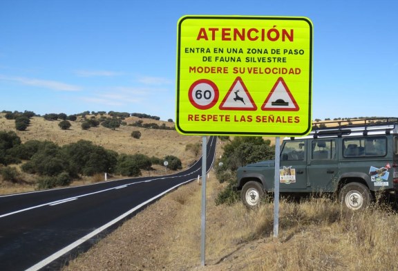 El proyecto Life+Iberlince trabaja para reducir las muertes de lince ibérico por atropellos