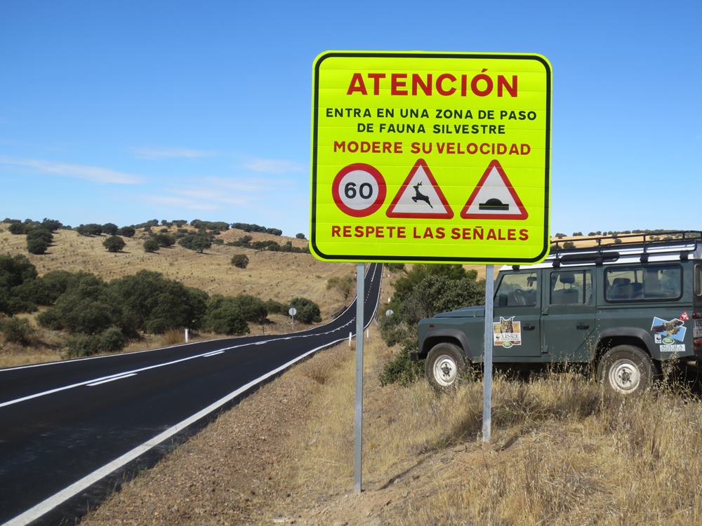 El proyecto Life+Iberlince trabaja para reducir las muertes de lince ibérico por atropellos