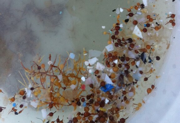 El 15% de los peces de consumo de la costa española tiene microplásticos