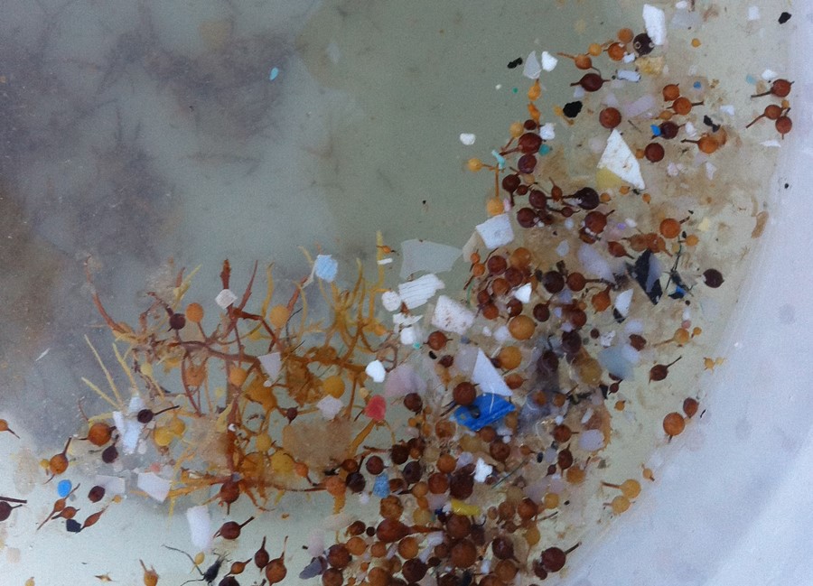 El 15% de los peces de consumo de la costa española tiene microplásticos