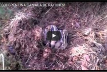 ¡DESCUBREN UNA CAMADA DE RAYONES!