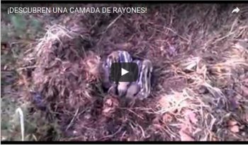 ¡DESCUBREN UNA CAMADA DE RAYONES!