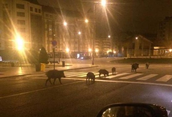 Cazadores asturianos proponen aguardos para impedir que los jabalíes lleguen al núcleo de Oviedo