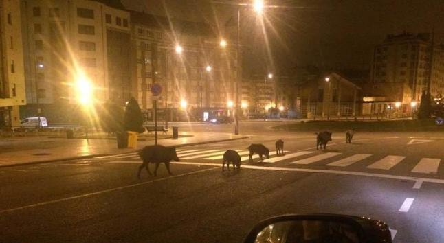 Cazadores asturianos proponen aguardos para impedir que los jabalíes lleguen al núcleo de Oviedo