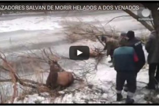 CAZADORES SALVAN DE MORIR HELADOS A DOS VENADOS