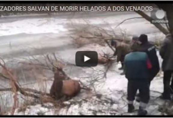 CAZADORES SALVAN DE MORIR HELADOS A DOS VENADOS