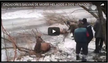 CAZADORES SALVAN DE MORIR HELADOS A DOS VENADOS