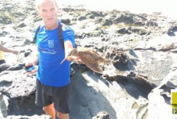 BECADA EN LA PLAYA DE LANZAROTE